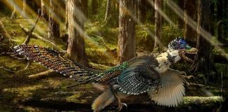 El primer dinosaurio con plumas