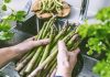 Aprenda cocinar los espárragos para una alimentación sana