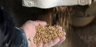 Exportación de cereales