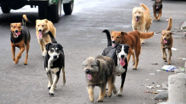 Unidad municipal de protección animal