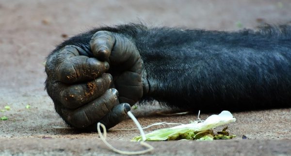 La caza indiscriminada de fauna silvestre también es atendida por los bomberos.
