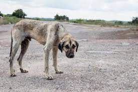 Nada justifica el maltrato y abandono de un animal indefenso