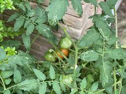 PARA QUE SIRVE LA HOJA DE TOMATE