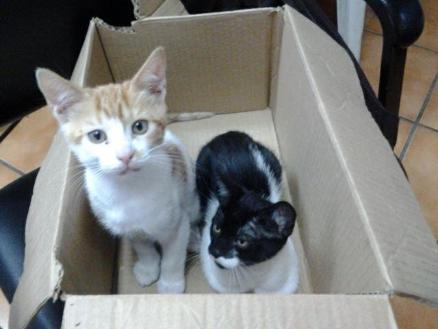Unidad municipal de protección animal