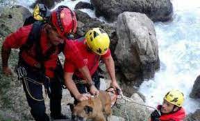 Los bomberos rescatando un animal doméstico en un río.