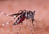 ¿Tienes alguna idea de por qué pican los mosquitos? Los Mosquitos