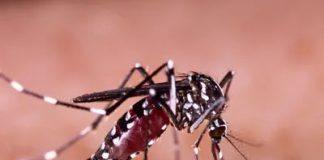 ¿Tienes alguna idea de por qué pican los mosquitos? Los Mosquitos