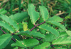 La Kalanchoe es una planta medicinal también conocida como colombiana Kalanchoe