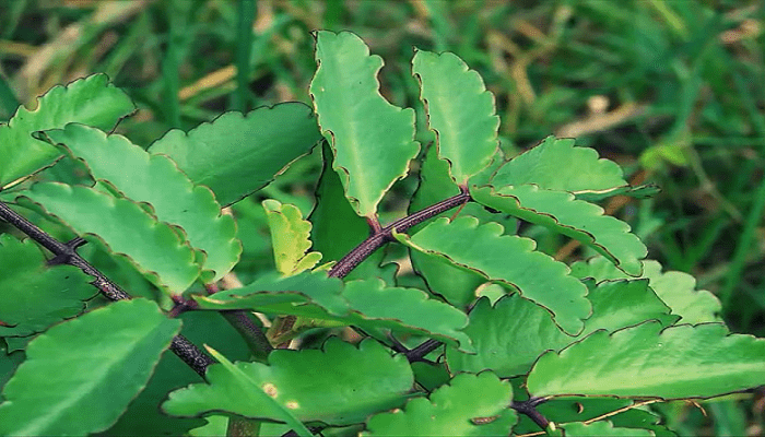 Kalanchoe