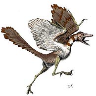 archeopteryx-dinosaurios-carrusel de curiosidades