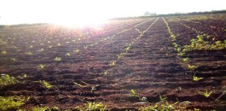 Proyectos socioproductivos de Guárico