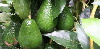 Hojas de aguacate