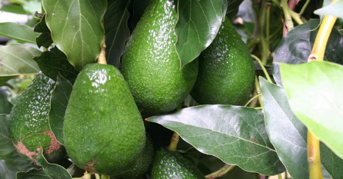 Hojas de aguacate
