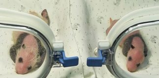 pandas gigantes gemelos