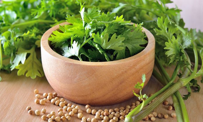 El cilantro