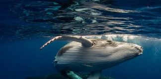 Las ballenas jorobadas