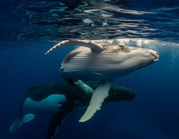 ballenas Las ballenas jorobadas