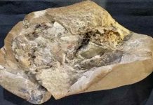 corazón más antiguo en pez fósil