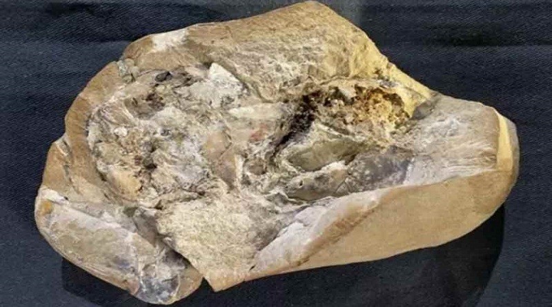 corazón más antiguo en pez fósil