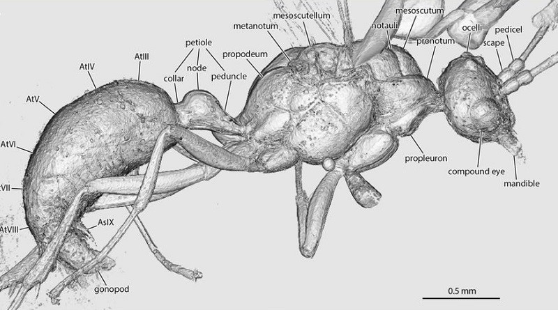 Especie de hormiga extinta