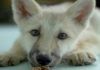 En China nace el segundo lobo ártico por clonación segundo lobo ártico por clonación
