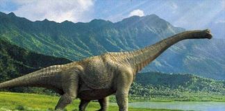 dinosaurio saurópodo