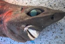 Tiburón con dentadura postiza