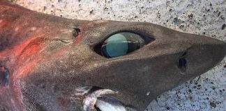 Tiburón con dentadura postiza
