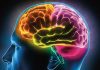 ¿Cómo almacena el cerebro los recuerdos? ¿Cómo almacena el cerebro los recuerdos?