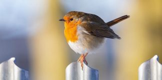 Las aves son más pequeñas