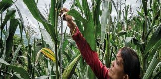 FAO propone cambios en sistemas agroalimentarios actuales