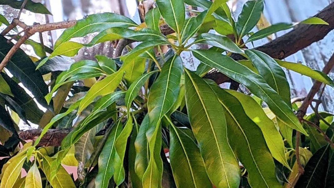hojas de mango