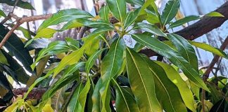hojas de mango