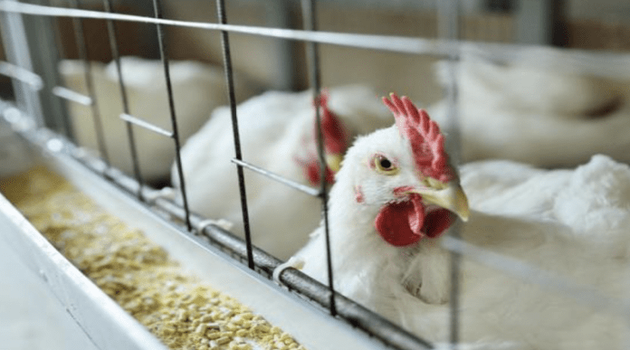 Inglaterra impone confinamiento de aves por gripe aviar