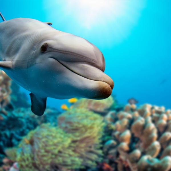 caracteristicas_de_los_delfines_2860_600_square