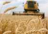 FAO resalta propuesta de Rusia de donar alimentos para África y Asia Alimentos