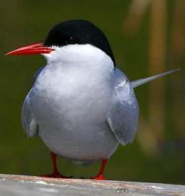 gaviota del ártico-gaviotín 2