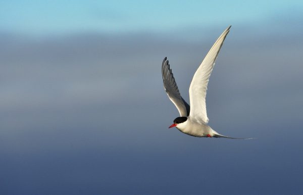 gaviota del ártico-gaviotín