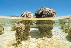 Estromatolitos-Australia-Carrusel de Curiosidades