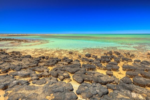 Estromatolitos-Australia-Carrusel de Curiosidades