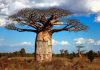 El baobab