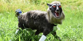 Lobos robóticos