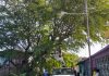 Guacara: inicia proyecto de electrificación de baja tensión en Yagua
