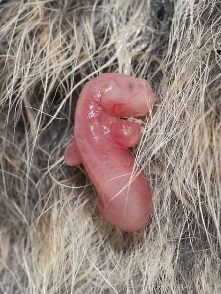 canguro recién nacido