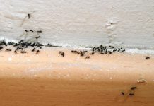¿Tienes hormigas en casa? elimínalas con este remedio casero