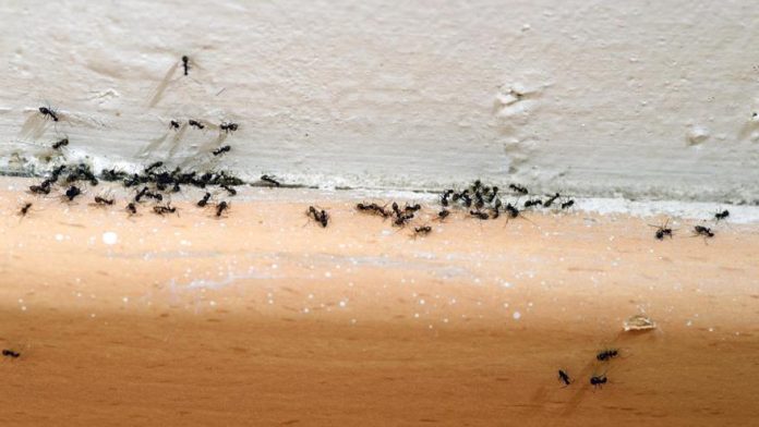 ¿Tienes hormigas en casa? elimínalas con este remedio casero