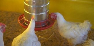 Casos de gripe aviar