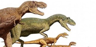 Dinosaurios terópodos