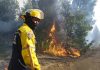 Especialistas venezolanos avanzan por Purema y Trehuaco en Chile combatiendo incendios Especialistas venezolanos