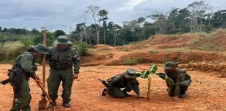 Plan Nacional de Reforestación avanza para preservar el ambiente